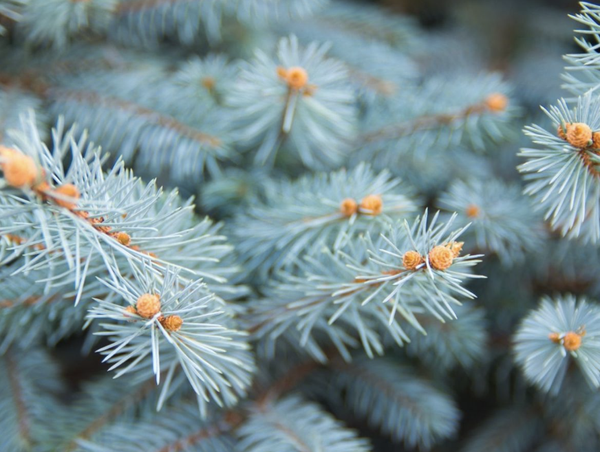 Close-up of Blue Spruce needles